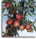 reddelicious.jpg
