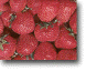 strawberry2.gif (61644 bytes)