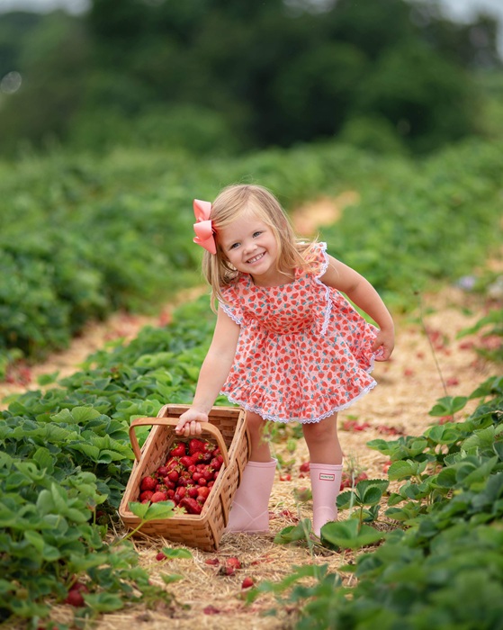 Shaw Orchards PYO Strawberries